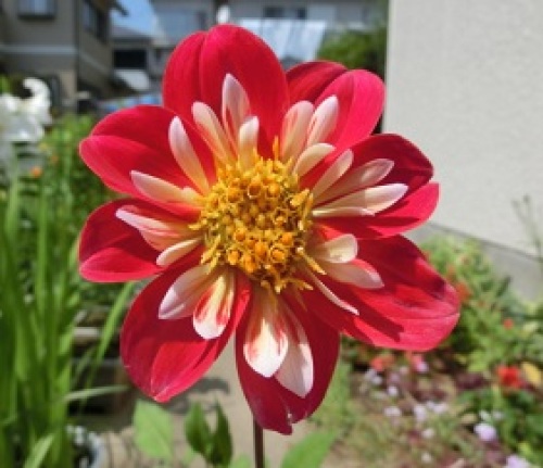 daria140715-2.jpg