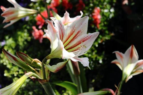 20160521 アマリリス 白.jpg