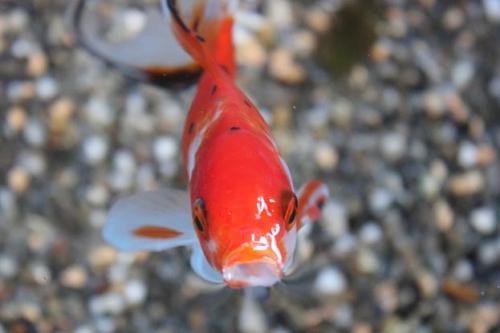 20150329 朱文金2.jpg