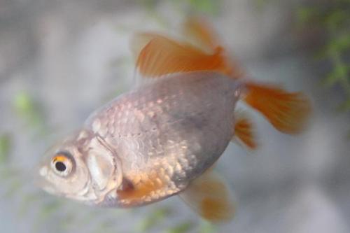 20150927 地金2.jpg