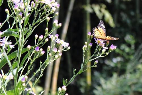 20150918 シオン7.jpg