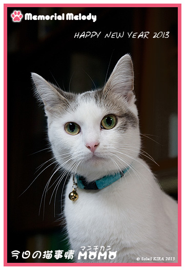 猫 ネコ マンチカン munchkin_momo130102.jpg