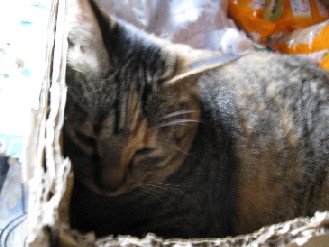クロ・ゴン・みかん　2012.05.31 006.jpgブログ.jpg