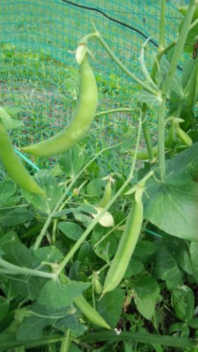 スナップエンドウ120520_0850~02.jpg