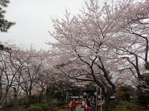 桜4.jpg