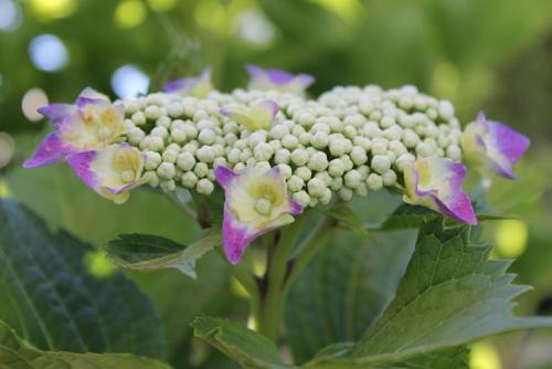 20150606 ガクアジサイ.jpg