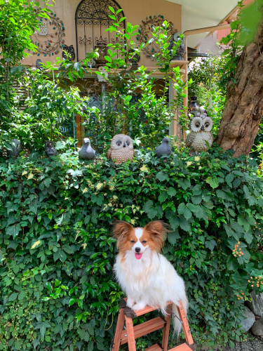 玉ねぎは犬にも有益な食べ物 愛犬問題 犬の身になって考えてみよう 楽天ブログ