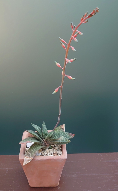 ガステリアの花 | 小さな庭で出会う緑たち - 楽天ブログ