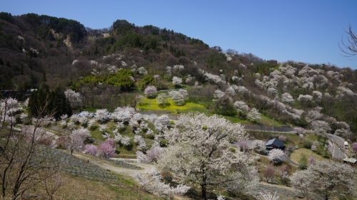 陸郷上から２０１４，４，２４ (1500x844).jpg