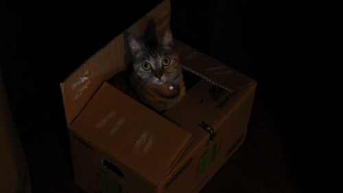 箱入り猫