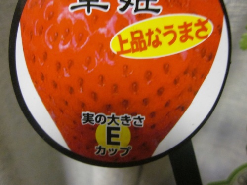 IMG_4472Eカップの大きさ.jpg