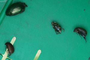マメ090812.jpg