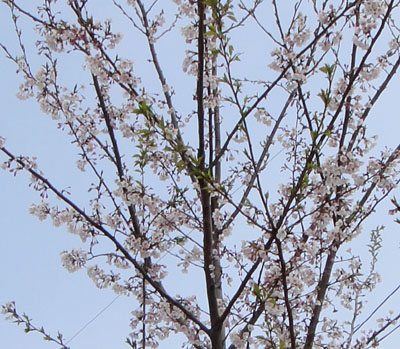 桜1004下.jpg