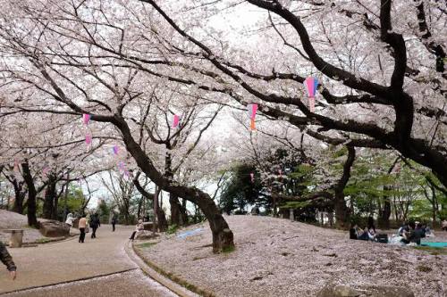 CHERRY BLOSSOM 10.Apr.2017 Mt.ASUKA-5.jpg