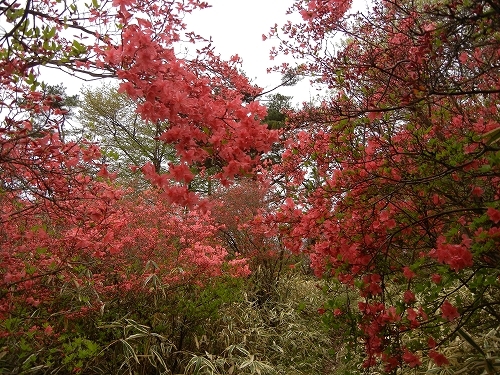 20140506ヤマツツジ.jpg