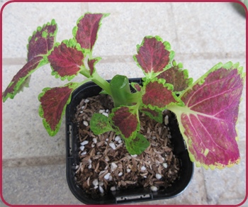 コリウスを挿し木で増やし、真夏の花壇の準備♪孫とジーちゃん