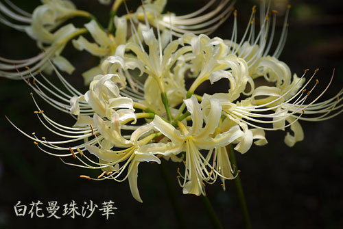 白花曼珠沙華4.jpg