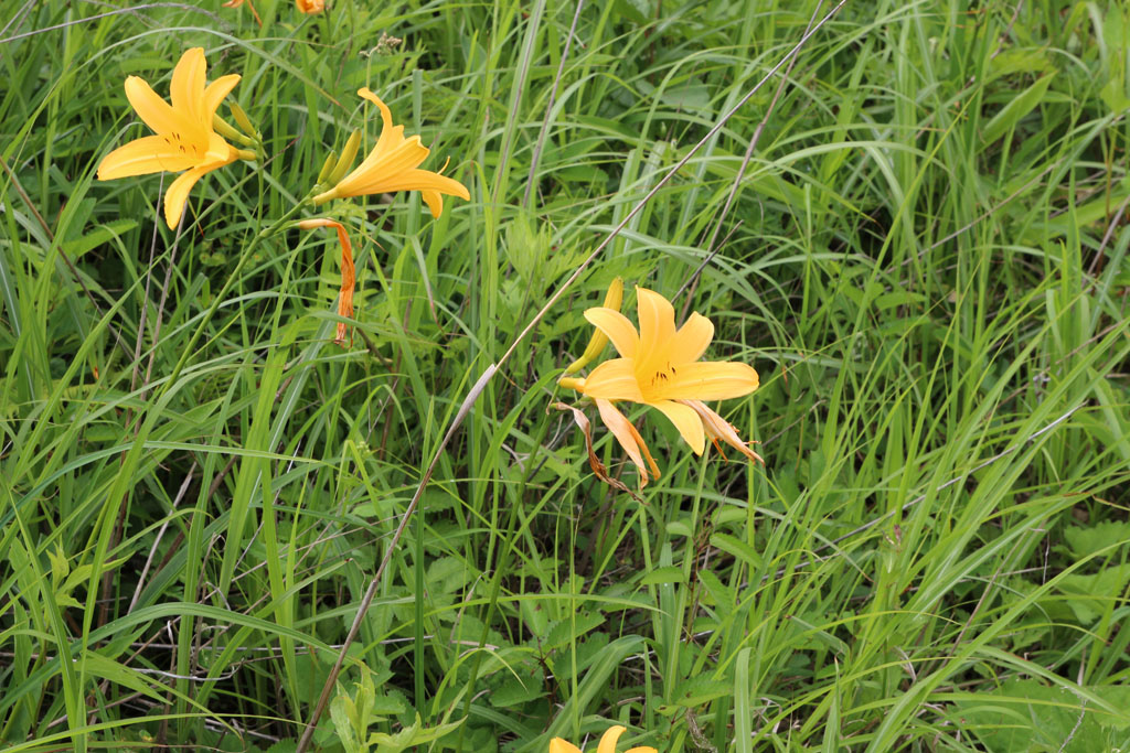 ニッコウキスゲ（ゼンテイカ）