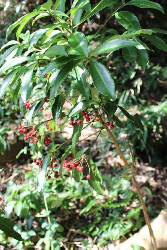 20150118 マンリョウ3.jpg