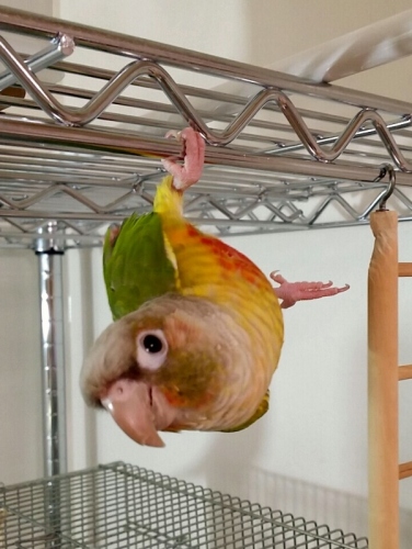 C:\fakepath\CN_2013_1214_2312_07 (601x800).jpg