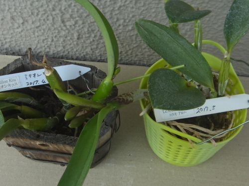 蕾の成長が進むミニカトレア コスモ アロハ ユーチャンのブログ 蕾の成長が進むミニカトレア コスモ アロハ ユーチャンのブログ