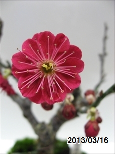 鹿児島紅梅 植替え | 素人の小品盆栽備忘録 - 楽天ブログ