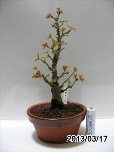 琴姫モミジ 植替後