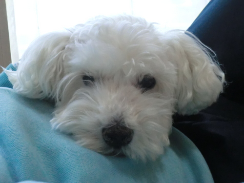 CIMG8501 - コピー.JPG