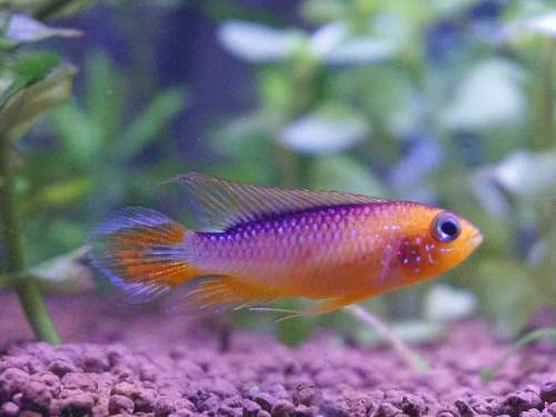 アクアリウム の記事一覧 湘南水族館 犬バカの魚好き 楽天ブログ アクアリウム の記事一覧 湘南水族館 犬バカの魚好き 楽天ブログ