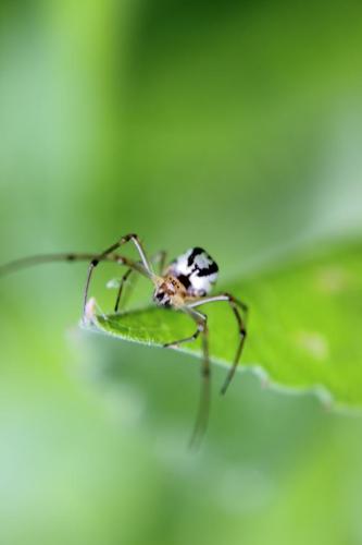 20160507 シロカネグモ 3.jpg