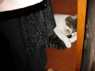 クロ・ゴン・みかん　2012.07.09 001.jpgブログ.jpg