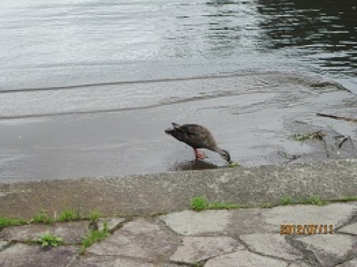 IMG_2699かも.jpg