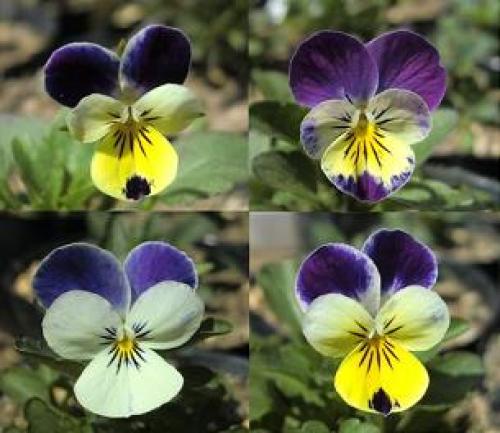 C:\fakepath\viola130415-0.jpg