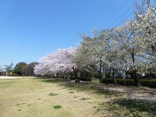 公園桜.JPG