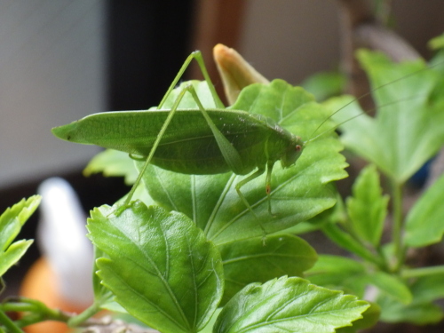 ヒメクダマキモドキ