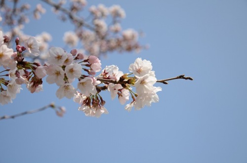 CHERRY BLOSSOM 3.Apr.2017 MIHASHI PARK-2.jpg