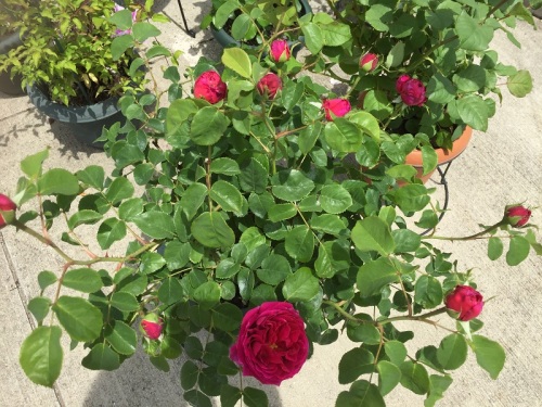 2016-05-05 12.24.47.jpg