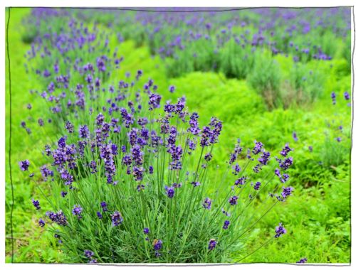 メナード青山リゾート　ラベンダー　ハーブガーデン