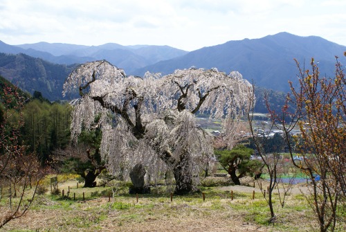 弁天さんンの枝垂桜明るい.jpg
