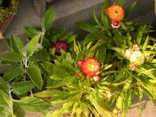 DSCN6756 (300x225).jpg