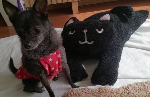 モカと黒猫.jpg