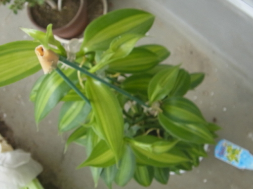 成長が進むラン科のつる性植物のバニラ ユーチャンのブログ