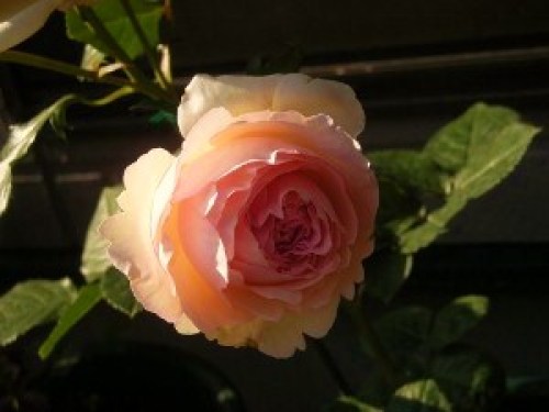 DSCN8044 (300x225).jpg