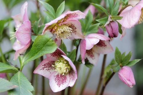 20170312 クリスマスローズ 3.jpg