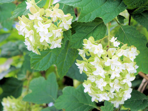 御裳神社(みもじんじゃ)　一宮市　あじさい