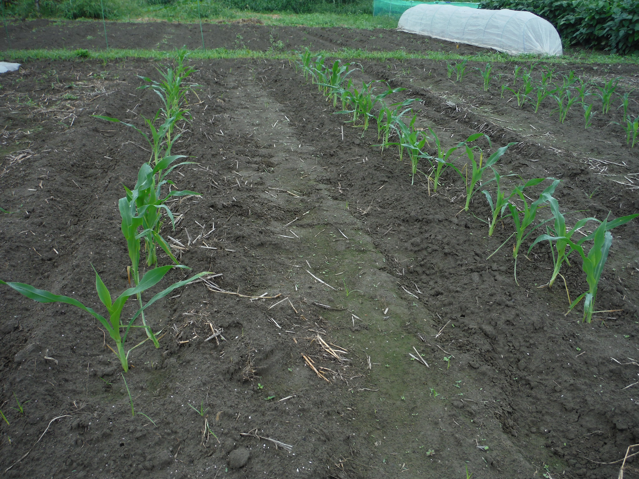 徒長トウモロコシも大丈夫 追肥 土寄せ終了 アラ古希夫婦の菜園生活 楽天ブログ