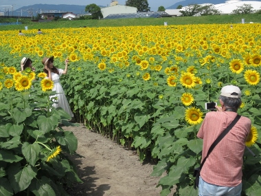 ひまわり畑情報！（花情報 ひまわり3） | 大垣市ブログ - 楽天ブログ