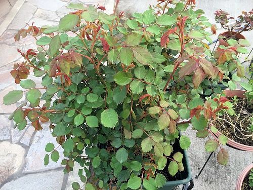 2016-04-11 18.11.41.jpg