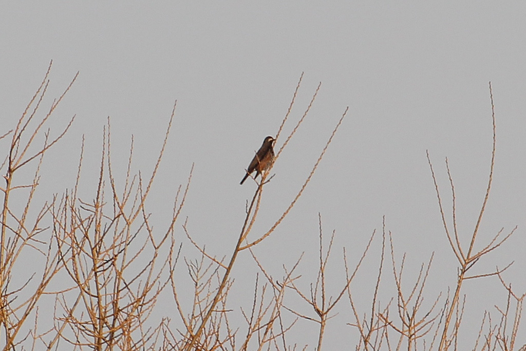ツグミ類（東京港野鳥公園）
