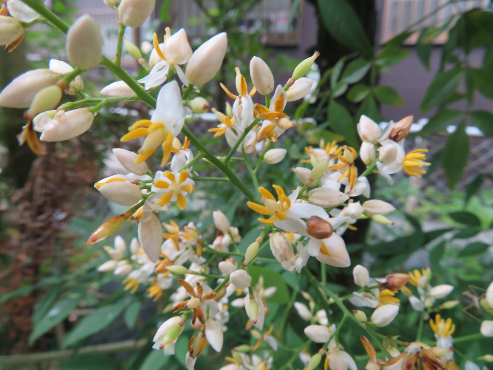 南天の花満開 6月12日 ニンニク父さんのブログ 楽天ブログ